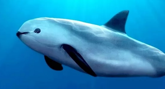 إليكم 10 من أكثر الحيوانات المهددة بالانقراض في العالم (صور) صورة رقم 9