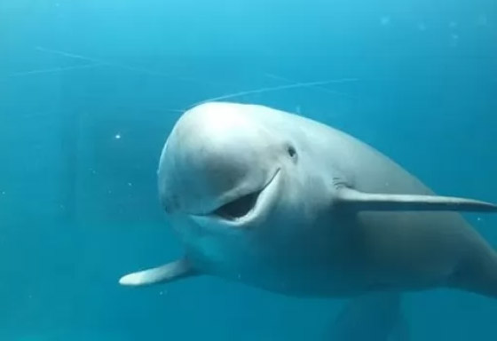 إليكم 10 من أكثر الحيوانات المهددة بالانقراض في العالم (صور) صورة رقم 10