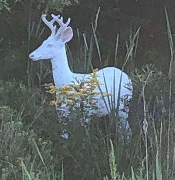 بالصور: تعرفوا إلى أغرب الحيوانات في العالم والتي تبدو من كوكب آخر صورة رقم 1