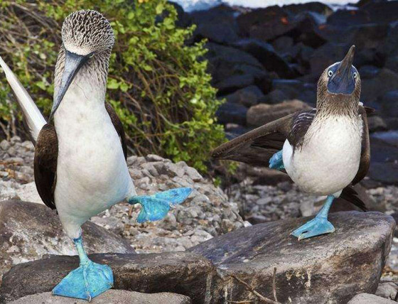 بالصور: تعرفوا إلى أغرب الحيوانات في العالم والتي تبدو من كوكب آخر صورة رقم 2