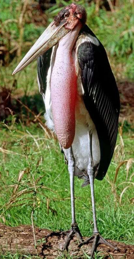 بالصور: تعرفوا إلى أغرب الحيوانات في العالم والتي تبدو من كوكب آخر صورة رقم 3