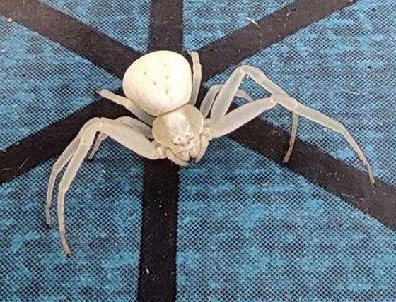 بالصور: تعرفوا إلى أغرب الحيوانات في العالم والتي تبدو من كوكب آخر صورة رقم 4