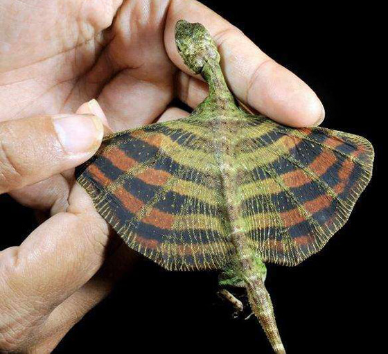 بالصور: تعرفوا إلى أغرب الحيوانات في العالم والتي تبدو من كوكب آخر صورة رقم 5