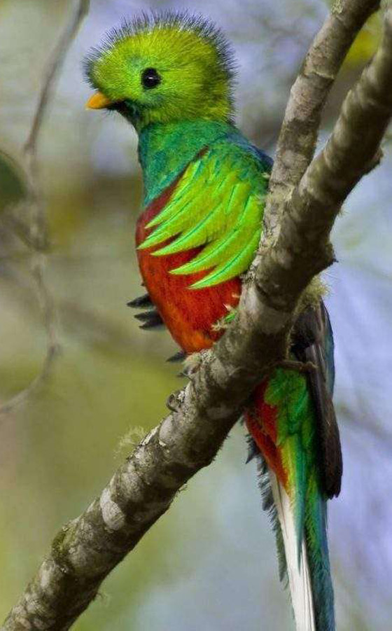 بالصور: تعرفوا إلى أغرب الحيوانات في العالم والتي تبدو من كوكب آخر صورة رقم 6