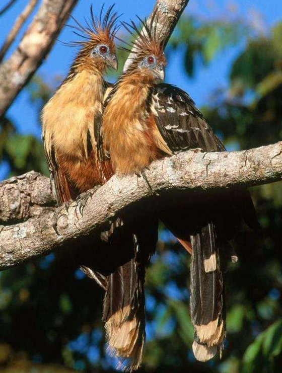 بالصور: تعرفوا إلى أغرب الحيوانات في العالم والتي تبدو من كوكب آخر صورة رقم 8