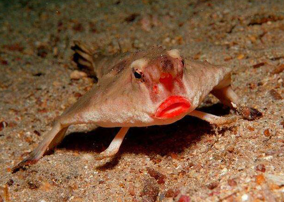 بالصور: تعرفوا إلى أغرب الحيوانات في العالم والتي تبدو من كوكب آخر صورة رقم 9