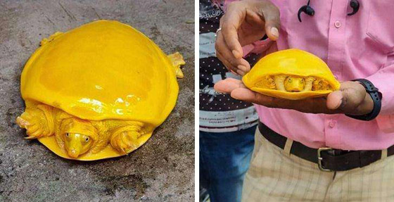 بالصور: تعرفوا إلى أغرب الحيوانات في العالم والتي تبدو من كوكب آخر صورة رقم 10