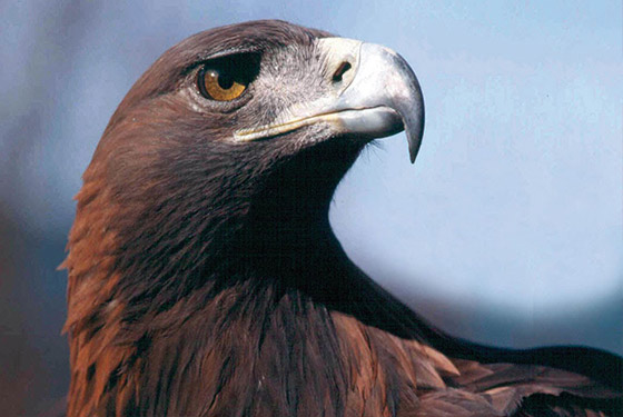 تعرف على حيوانك الروحي وفقاً لبرجك صورة رقم 1