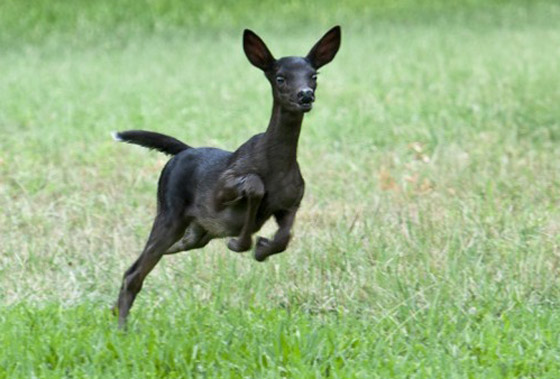 تعرف على حيوانك الروحي وفقاً لبرجك صورة رقم 11