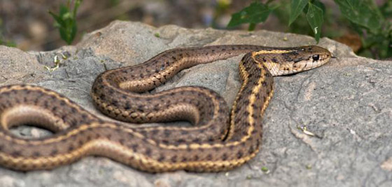 تعرف على حيوانك الروحي وفقاً لبرجك صورة رقم 8