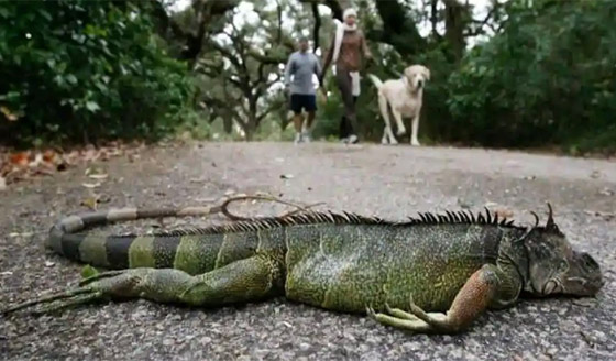 تعرفوا إلى أغرب الأشياء المثيرة للاهتمام التي سقطت من السماء صورة رقم 7