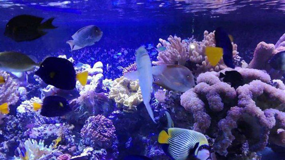 بالصور: إليكم 5 من أغرب الكائنات البحرية الشفافة العجيبة صورة رقم 1