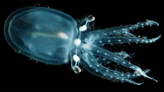 بالصور: إليكم 5 من أغرب الكائنات البحرية الشفافة العجيبة صورة رقم 2
