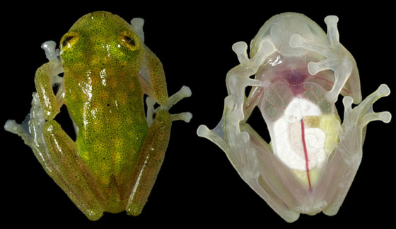 بالصور: إليكم 5 من أغرب الكائنات البحرية الشفافة العجيبة صورة رقم 3