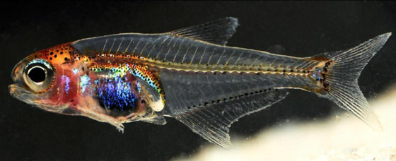 بالصور: إليكم 5 من أغرب الكائنات البحرية الشفافة العجيبة صورة رقم 5