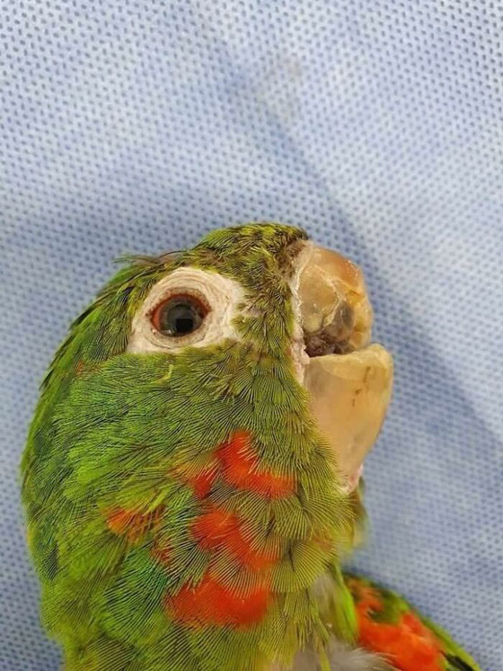 ببغاء يحصل على منقار جديد تمامًا بعد إنقاذه من حالة مروعة صورة رقم 2
