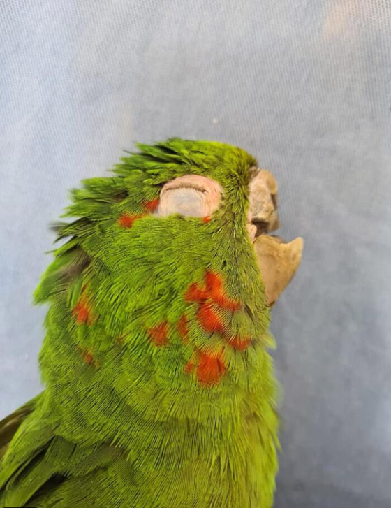 ببغاء يحصل على منقار جديد تمامًا بعد إنقاذه من حالة مروعة صورة رقم 4