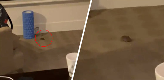 شاهدوا.. فأر يفاجئ الروسية بوتينتسيفا في غرفتها بالفندق صورة رقم 1