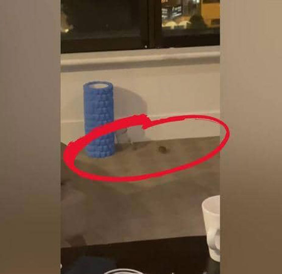 شاهدوا.. فأر يفاجئ الروسية بوتينتسيفا في غرفتها بالفندق صورة رقم 2