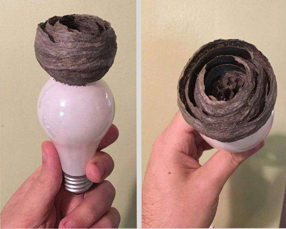 صور ملفتة لأشياء أثارت اندهاش البشر صورة رقم 10