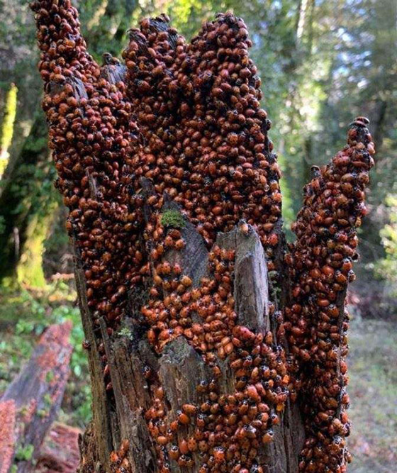 صور ملفتة لأشياء أثارت اندهاش البشر صورة رقم 11