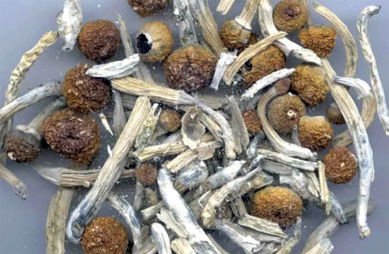 فطر سحري ينمو في الأوردة الدموية لرجل بعد حقن نفسه بشاي الفطر! صورة رقم 5 فطر سحري ينمو في الأوردة الدموية لرجل بعد حقن نفسه بشاي الفطر! صورة رقم 5