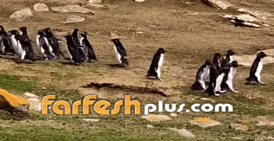 فيديو طريف: البطريق الحائر ارتكب خطأ غريبا.. وصديقه يتدخل! صورة رقم 4