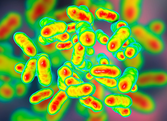 تعرفوا على الفيروسات والبكتيريا التي تلتهم أمراض الإنسان! صورة رقم 13