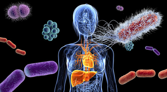 تعرفوا على الفيروسات والبكتيريا التي تلتهم أمراض الإنسان! صورة رقم 15