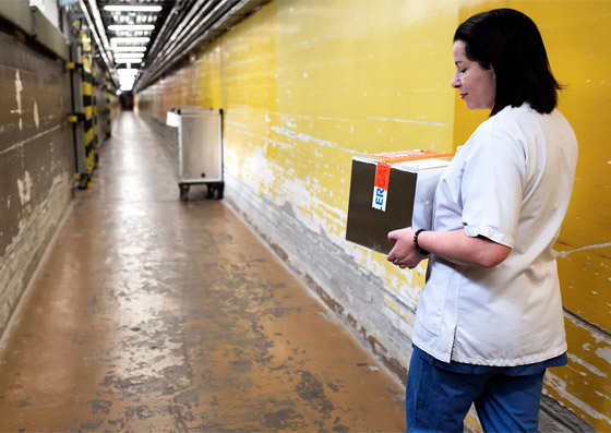 تعرفوا على الفيروسات والبكتيريا التي تلتهم أمراض الإنسان! صورة رقم 6