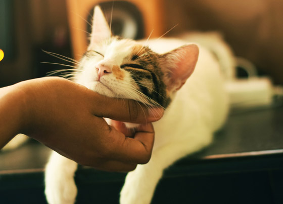 قوة سمعها أقوى من البشر بـ5 أضعاف.. إليكم معلومات شائقة عن القطط صورة رقم 5