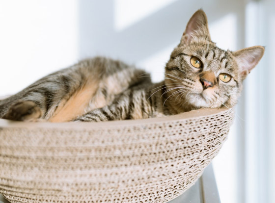 قوة سمعها أقوى من البشر بـ5 أضعاف.. إليكم معلومات شائقة عن القطط صورة رقم 1