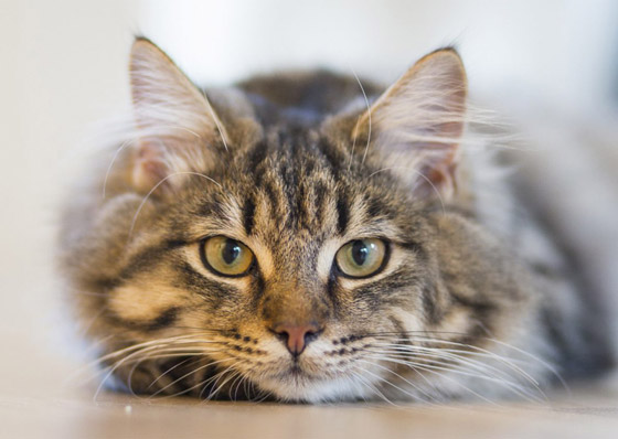 قوة سمعها أقوى من البشر بـ5 أضعاف.. إليكم معلومات شائقة عن القطط صورة رقم 4