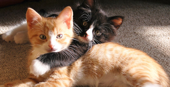 قوة سمعها أقوى من البشر بـ5 أضعاف.. إليكم معلومات شائقة عن القطط صورة رقم 2