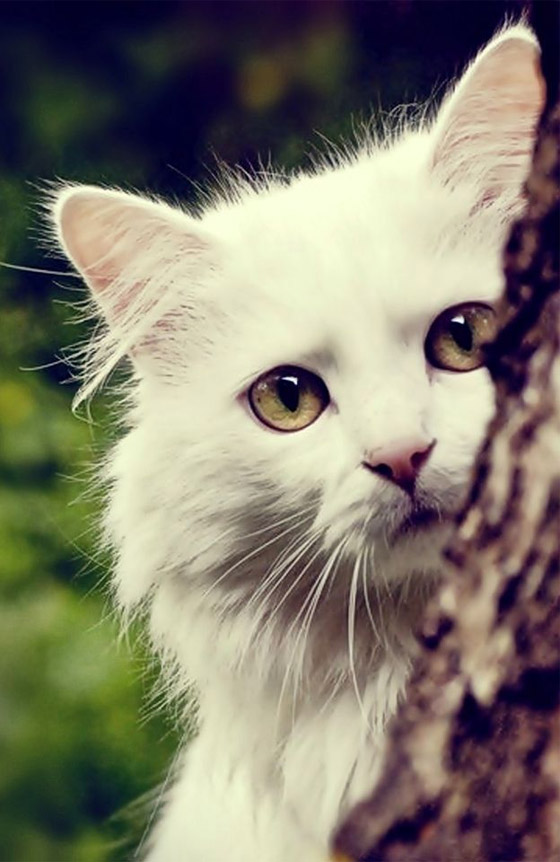 قوة سمعها أقوى من البشر بـ5 أضعاف.. إليكم معلومات شائقة عن القطط صورة رقم 8