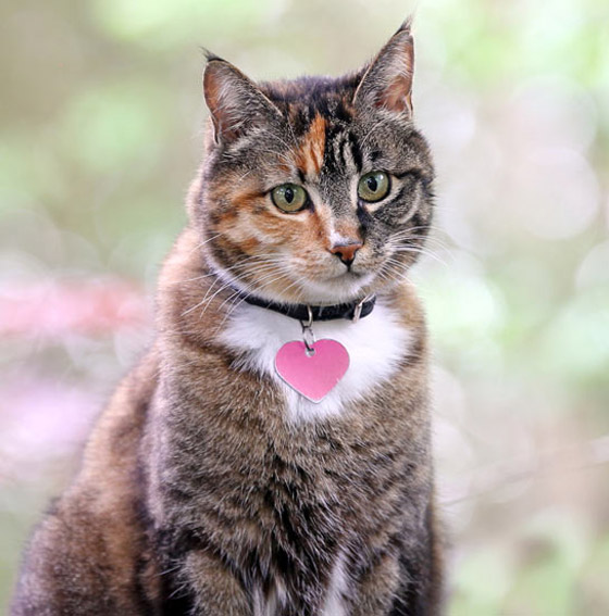 قوة سمعها أقوى من البشر بـ5 أضعاف.. إليكم معلومات شائقة عن القطط صورة رقم 3