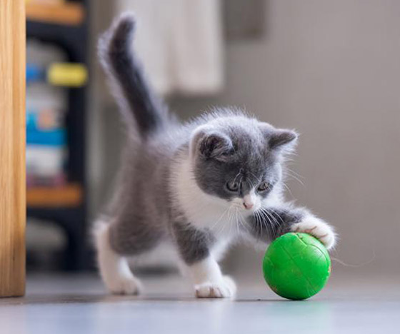 قوة سمعها أقوى من البشر بـ5 أضعاف.. إليكم معلومات شائقة عن القطط صورة رقم 6