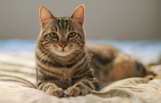 قوة سمعها أقوى من البشر بـ5 أضعاف.. إليكم معلومات شائقة عن القطط صورة رقم 9