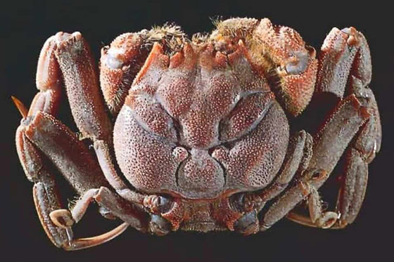 بالصور: تعرفوا إلى 10 مخلوقات أسطورية غريبة من الفلكلور الياباني صورة رقم 2