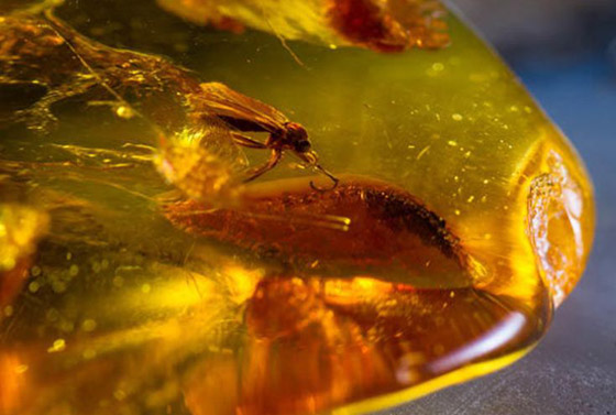اكتشاف حشرة مضيئة عمرها 100 مليون عام داخل قطعة كهرمان! صورة رقم 5