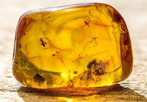 اكتشاف حشرة مضيئة عمرها 100 مليون عام داخل قطعة كهرمان! صورة رقم 6