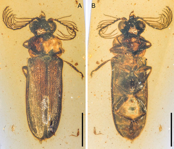 اكتشاف حشرة مضيئة عمرها 100 مليون عام داخل قطعة كهرمان! صورة رقم 7