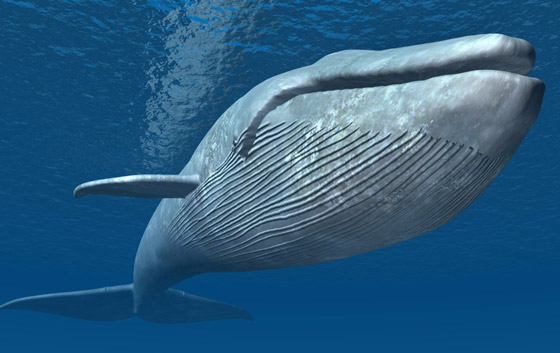كيف تسهم الحيتان بتحسين كوكبنا ولماذا يعتبر صيدها كارثة بيئية حقيقية؟ صورة رقم 5