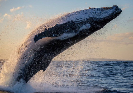كيف تسهم الحيتان بتحسين كوكبنا ولماذا يعتبر صيدها كارثة بيئية حقيقية؟ صورة رقم 7