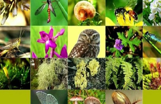 تغير المناخ.. أكبر المخاطر التي تهدد الطبيعة! صورة رقم 2