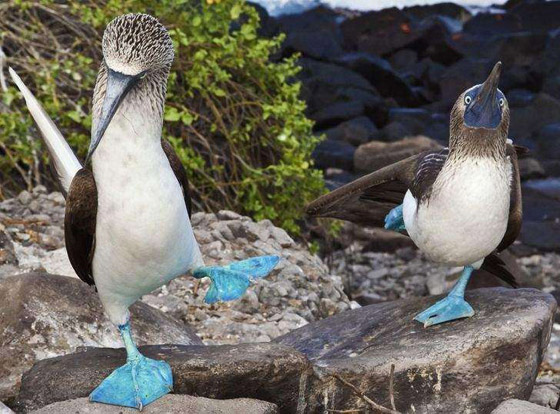 أغرب الحيوانات التي تبدو من كوكب آخر صورة رقم 2