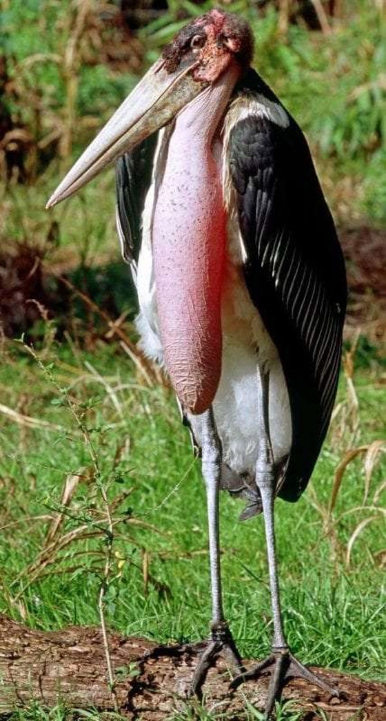 أغرب الحيوانات التي تبدو من كوكب آخر صورة رقم 3