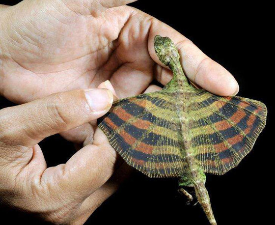 أغرب الحيوانات التي تبدو من كوكب آخر صورة رقم 5