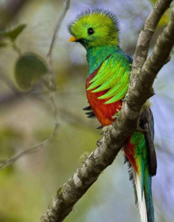 أغرب الحيوانات التي تبدو من كوكب آخر صورة رقم 6