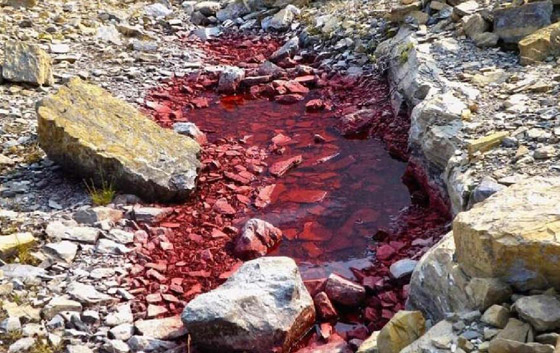 ثلج أحمر برائحة البطيخ.. إليكم الأسباب العلمية لهذه الظاهرة الغريبة صورة رقم 2